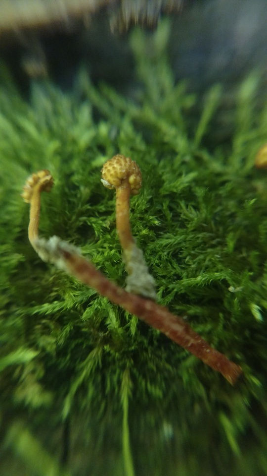 Ophiocordyceps ferruginosa image