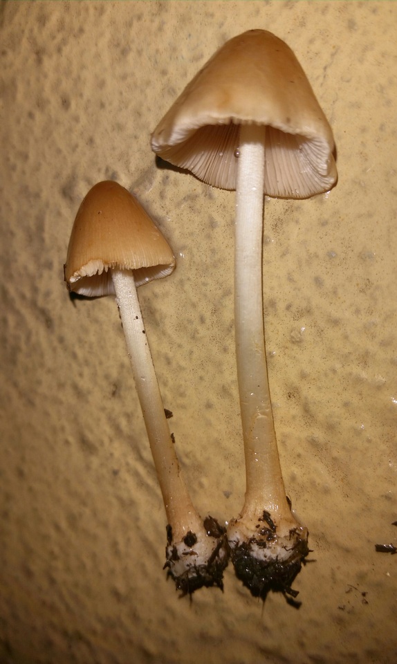 Conocybe hornana image