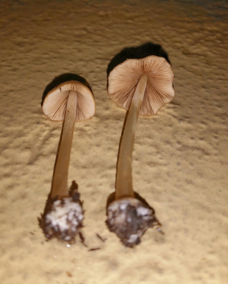 Conocybe hornana image
