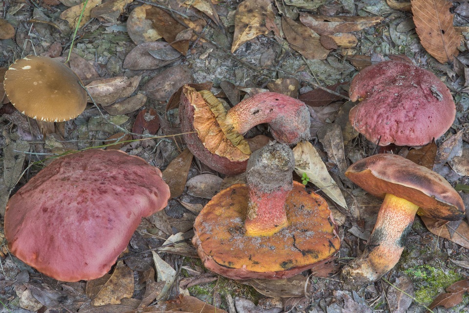 Butyriboletus floridanus image