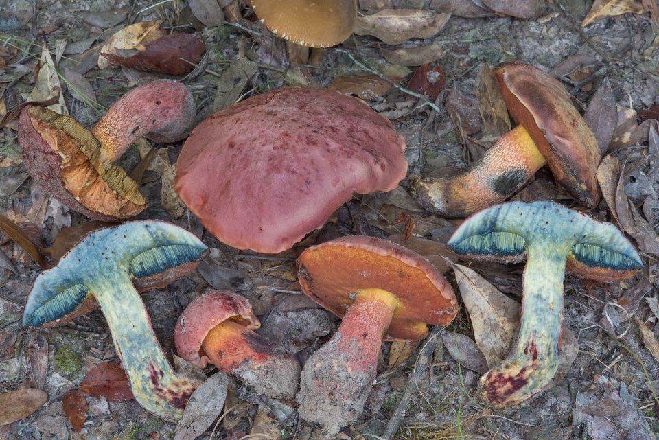 Butyriboletus floridanus image