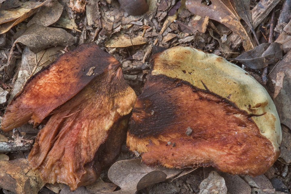 Inonotus quercustris image