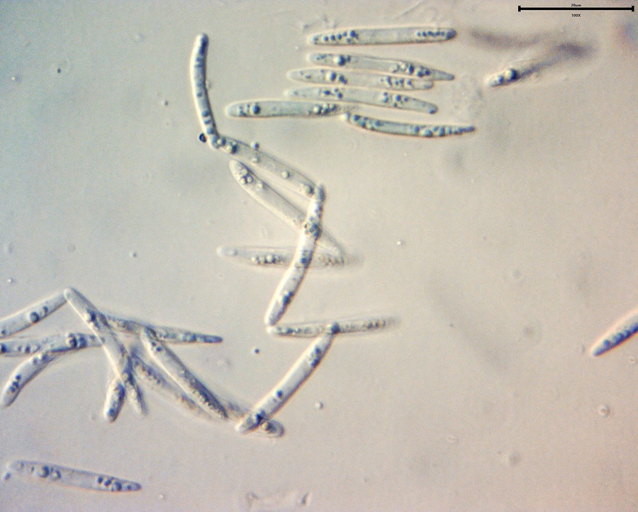Pachycudonia monticola image