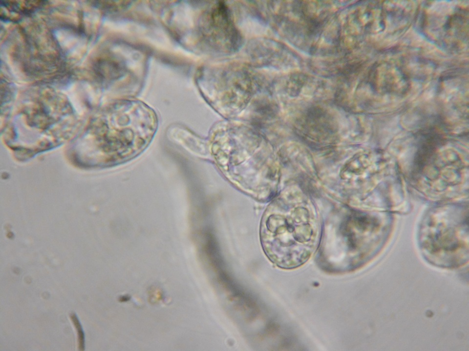 Eryniopsis caroliniana image