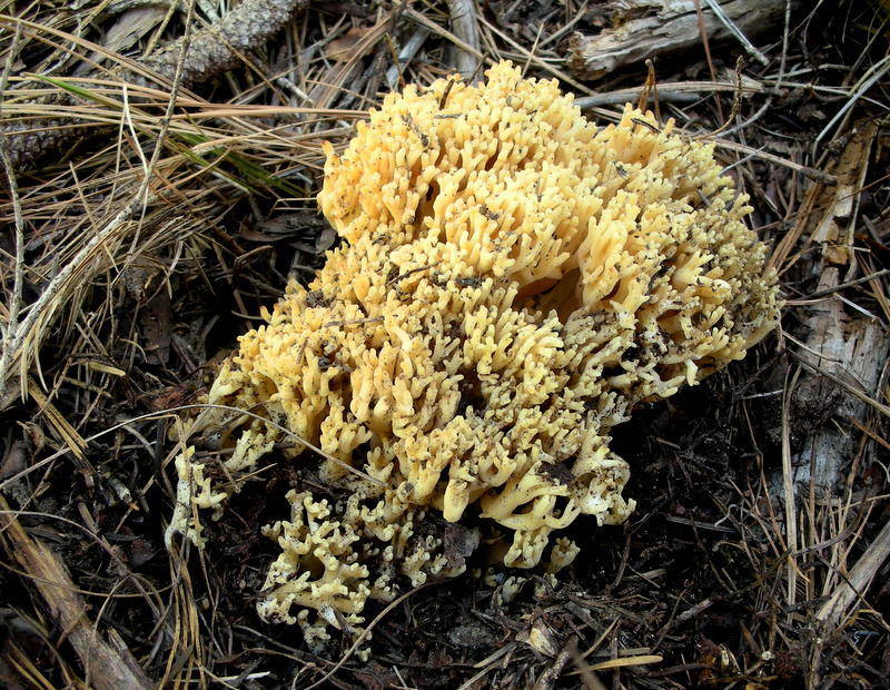 Ramaria thiersii image