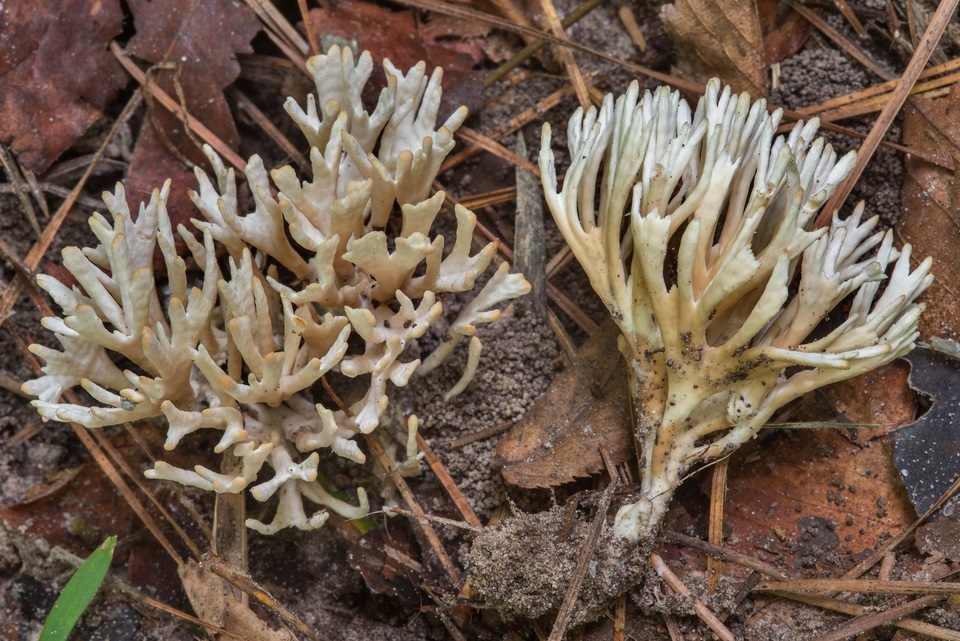 Tremellodendropsis semivestita image
