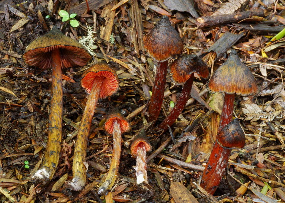Bertrandia astatogala image