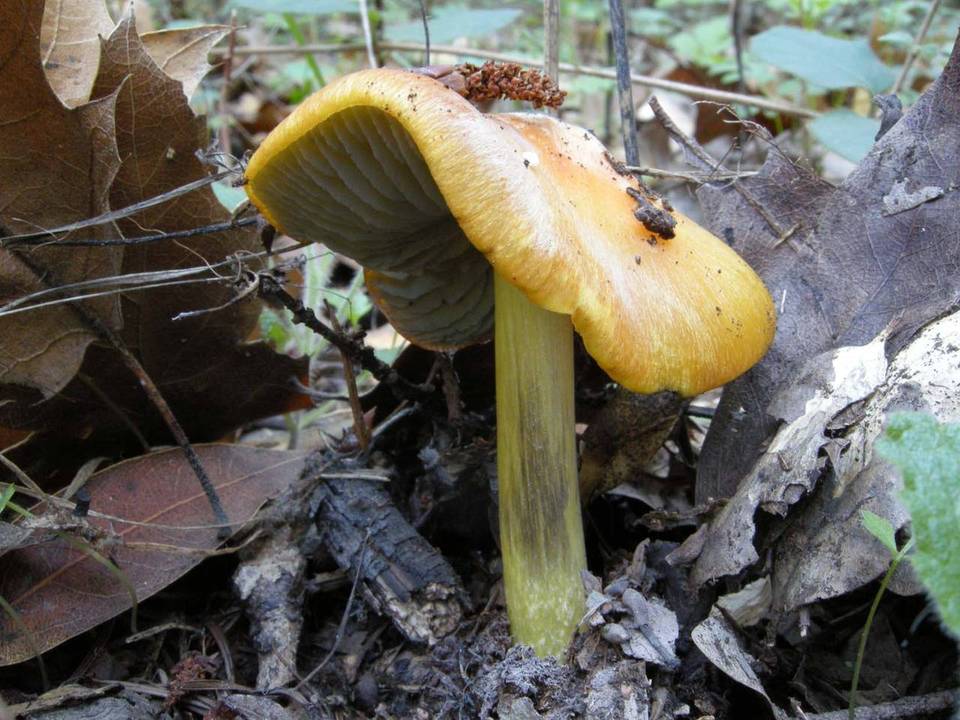 Hygrocybe nigrescens image