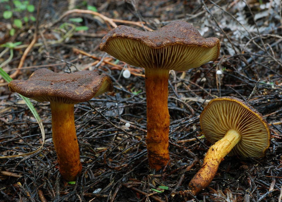 Cortinarius caryotis image