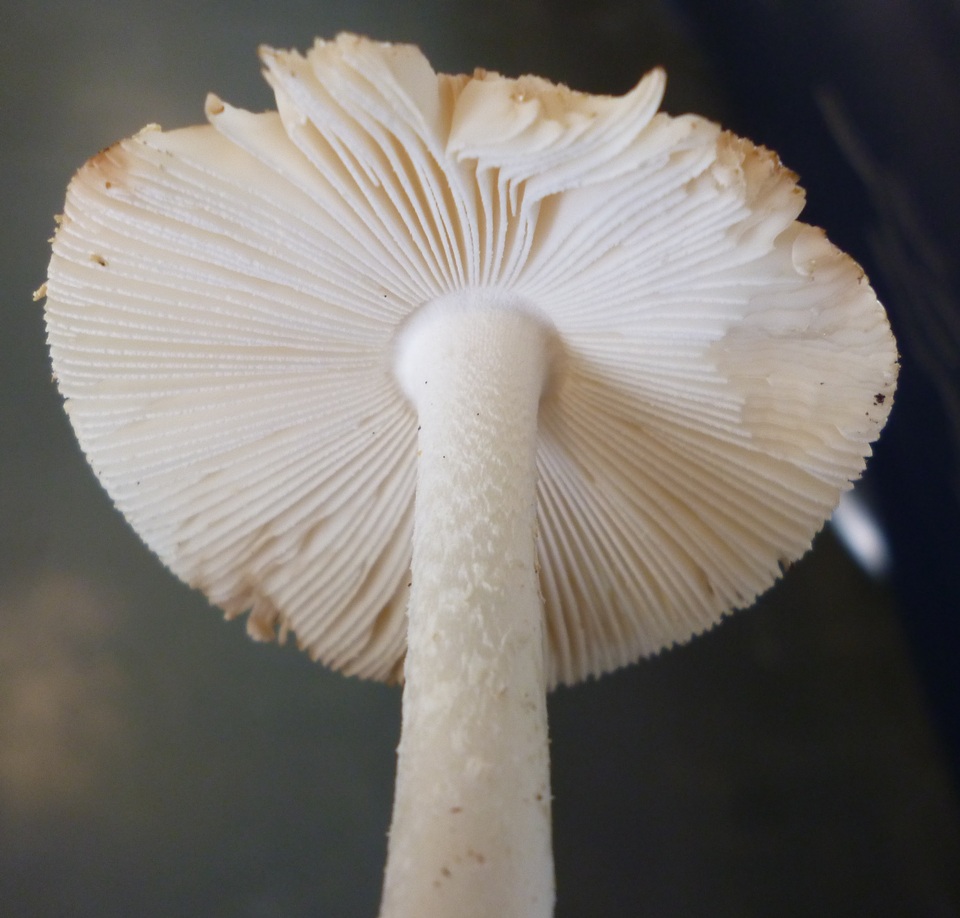 Amanita dolichopus image