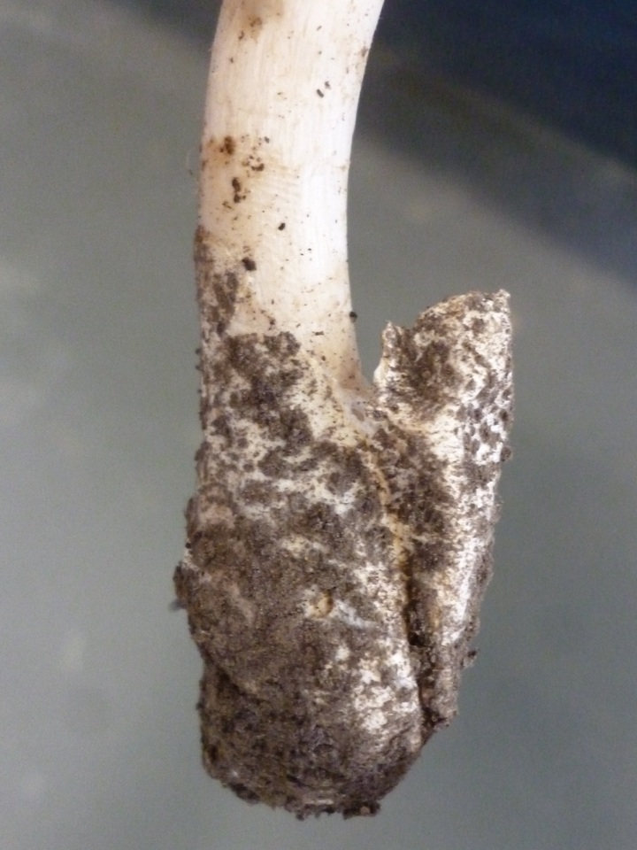 Amanita dolichopus image