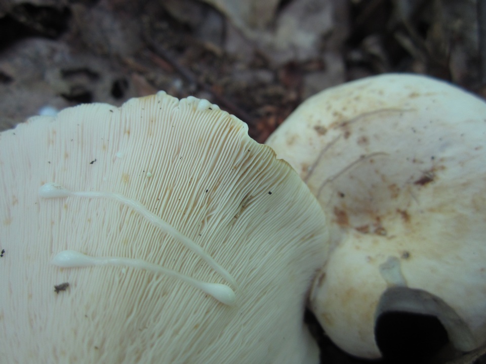 Lactifluus glaucescens image