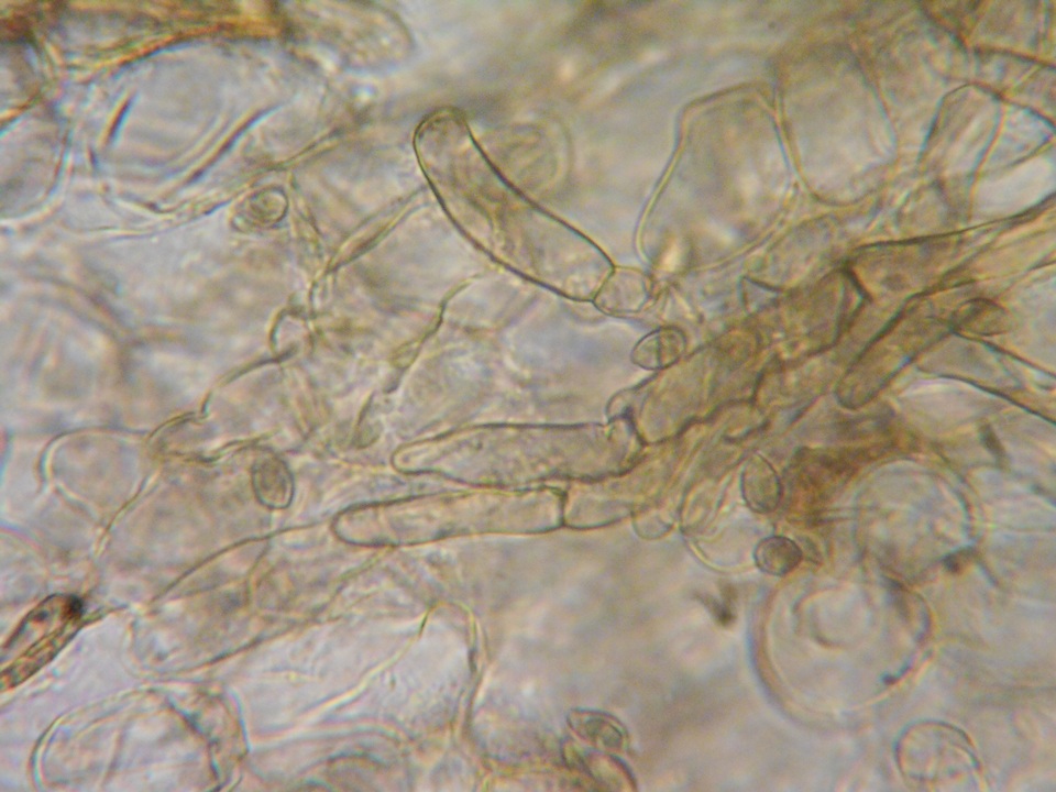 Alnicola paludosa image