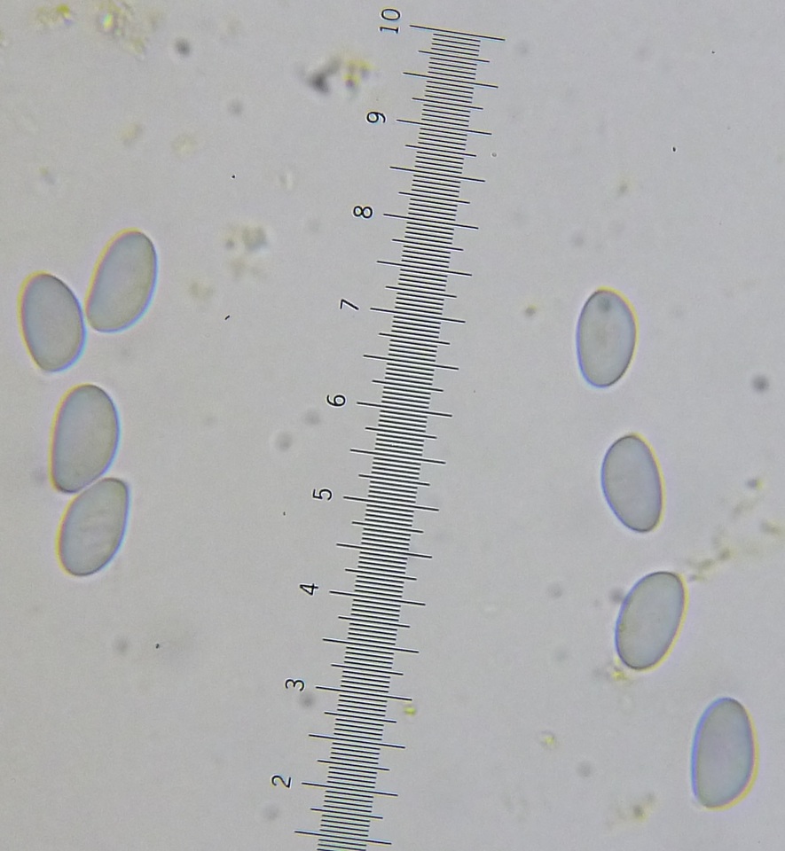 Amanita dolichopus image