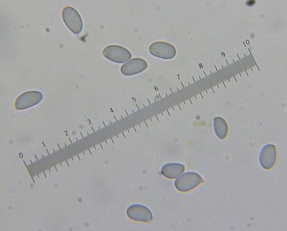Amanita dolichopus image