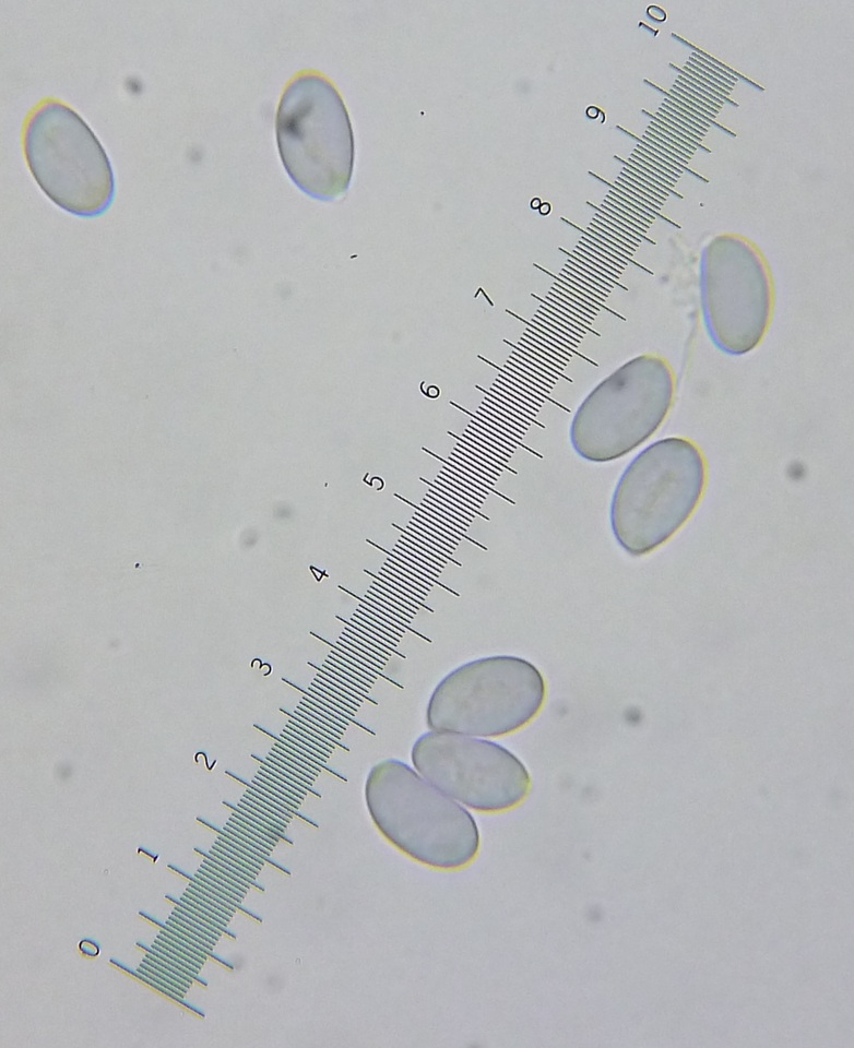 Amanita dolichopus image