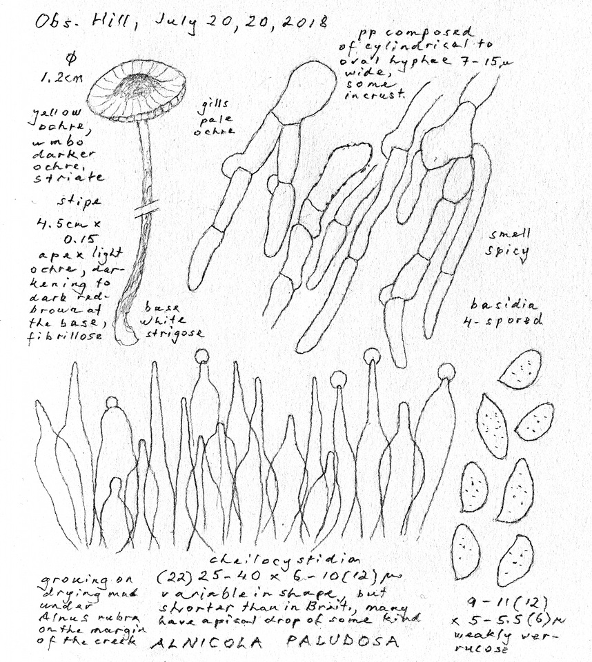 Alnicola paludosa image