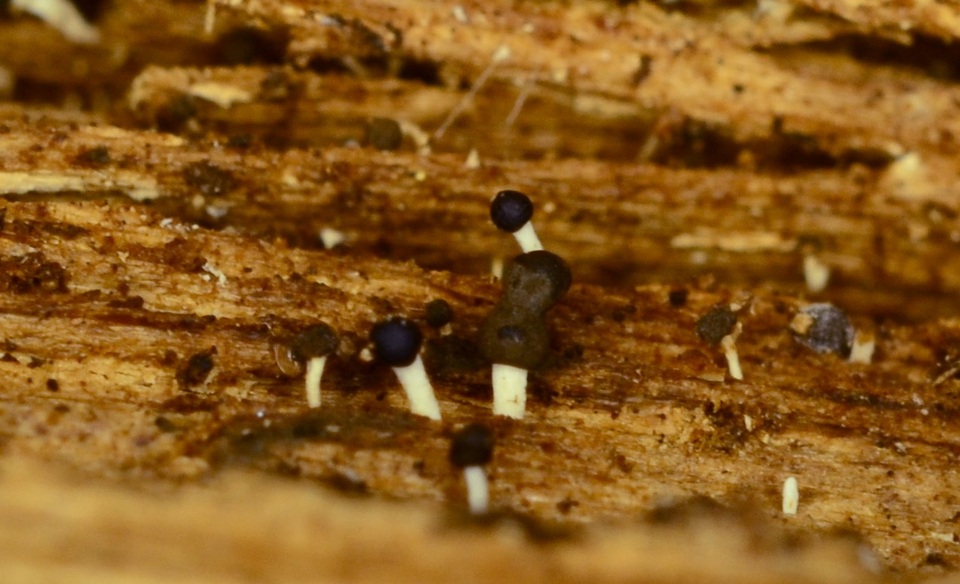 Pleurotus cystidiosus image