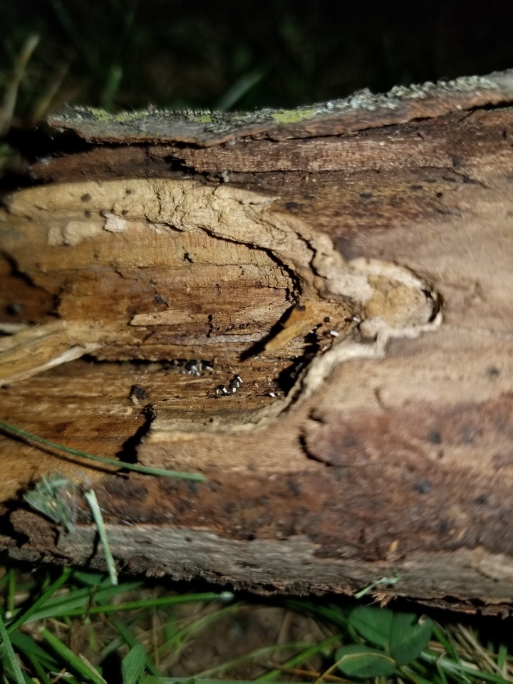 Pleurotus cystidiosus image