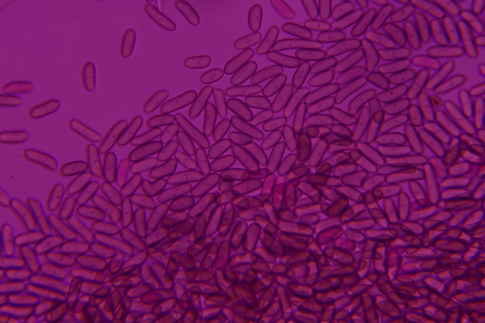 Pleurotus cystidiosus image