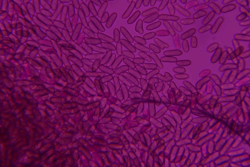 Pleurotus cystidiosus image