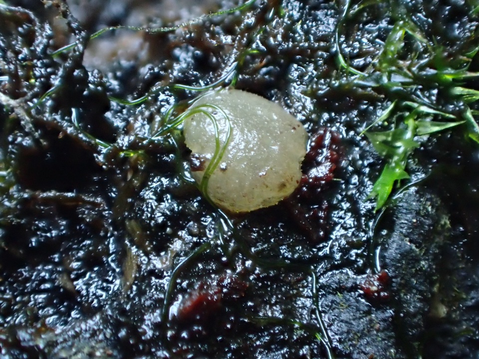 Pachyella babingtonii image