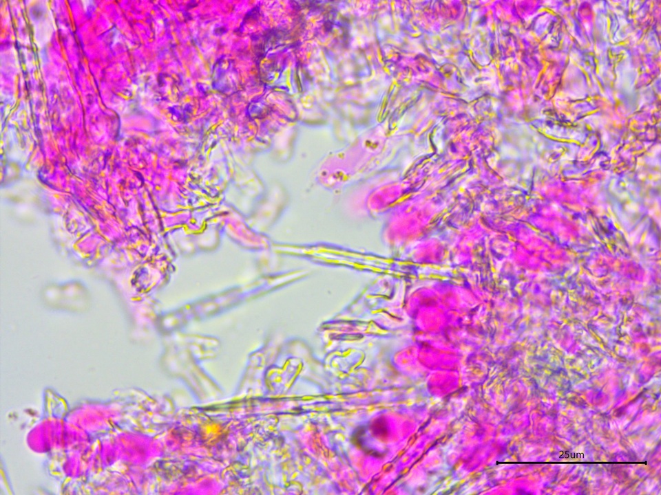 Subulicystidium brachysporum image