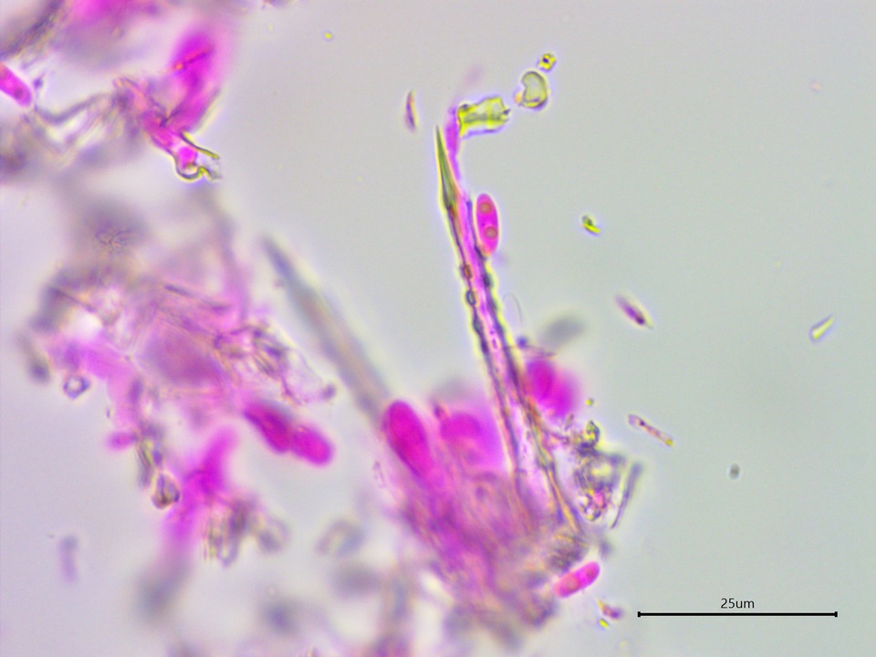Subulicystidium brachysporum image