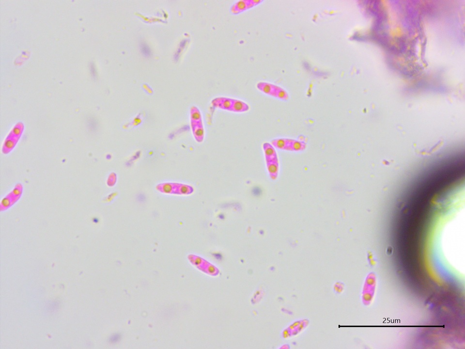 Subulicystidium brachysporum image