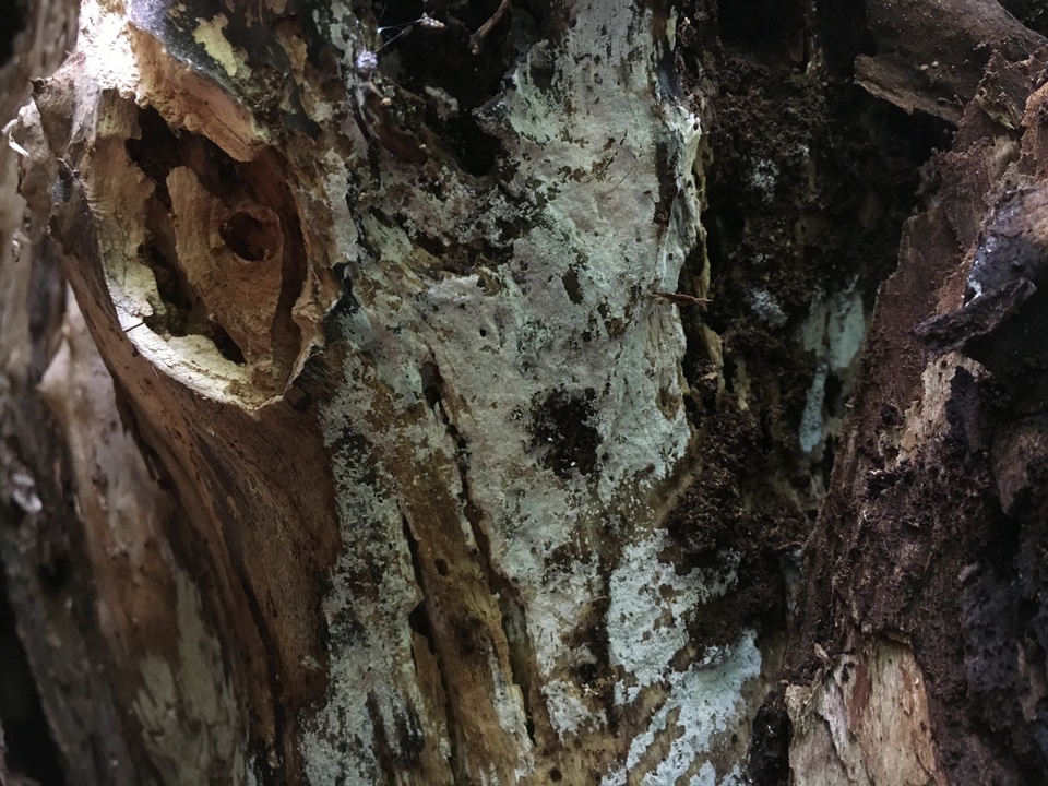 Subulicystidium brachysporum image