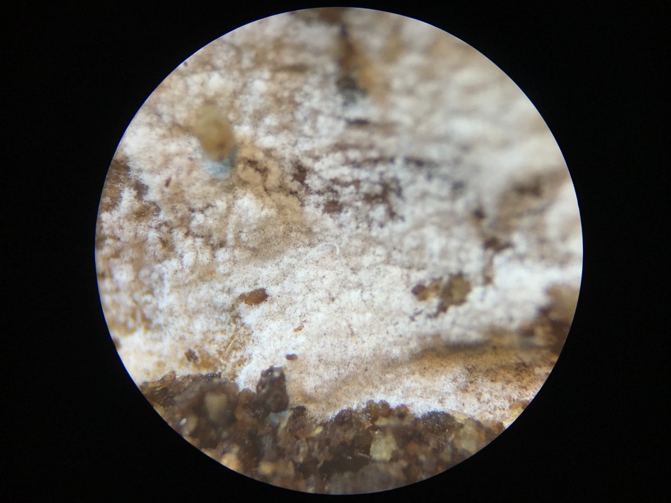 Subulicystidium brachysporum image