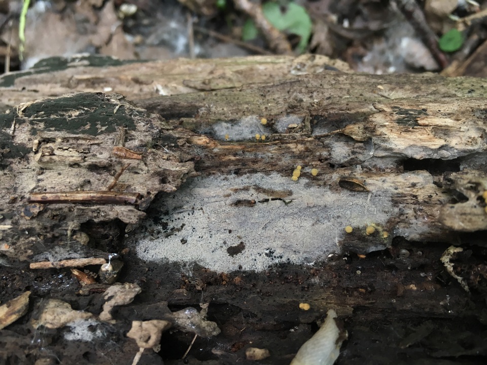 Botryohypochnus isabellinus image