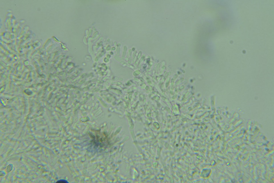 Mucronella subalpina image