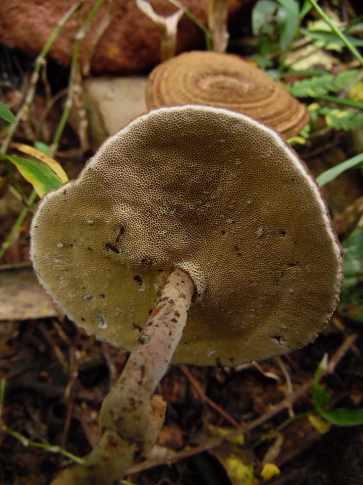 Lignosus sacer image