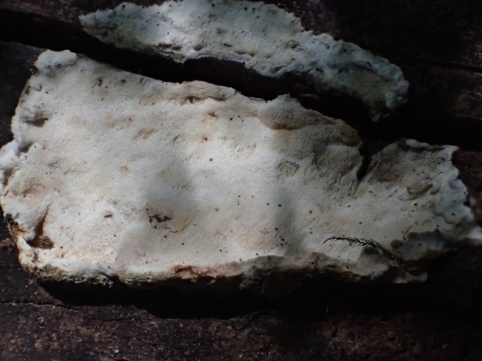 Skeletocutis nivea image