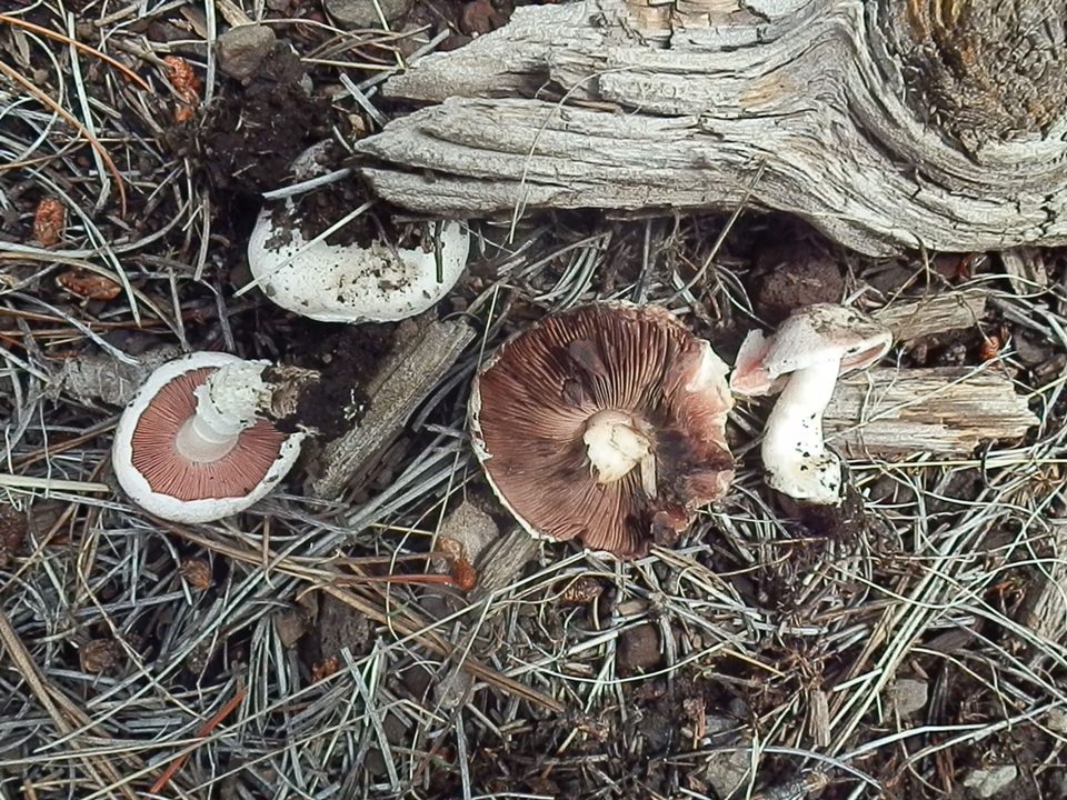 Agaricus porphyrocephalus var. pallidus image