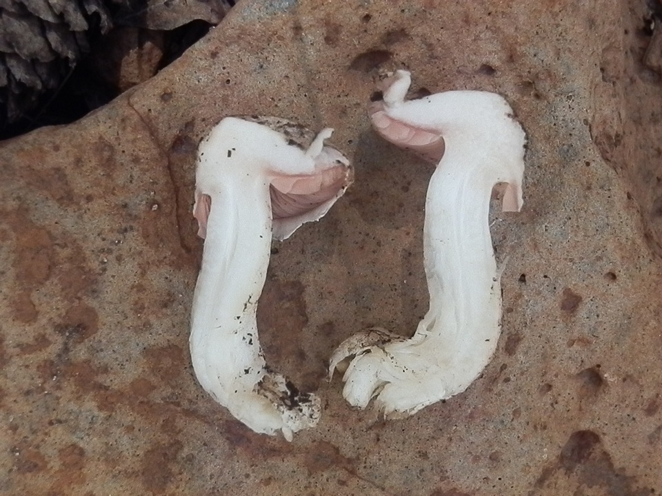 Agaricus porphyrocephalus var. pallidus image