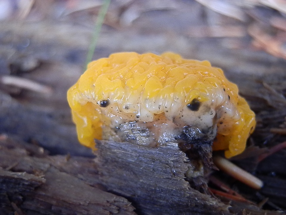 Dacrymyces dictyosporus image