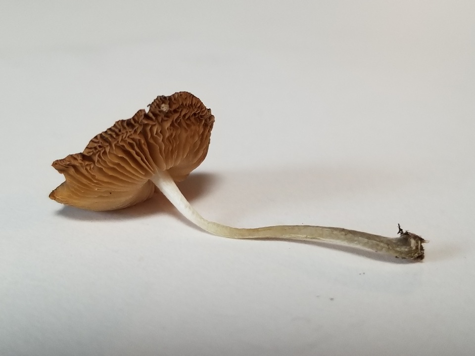Pluteus saupei image