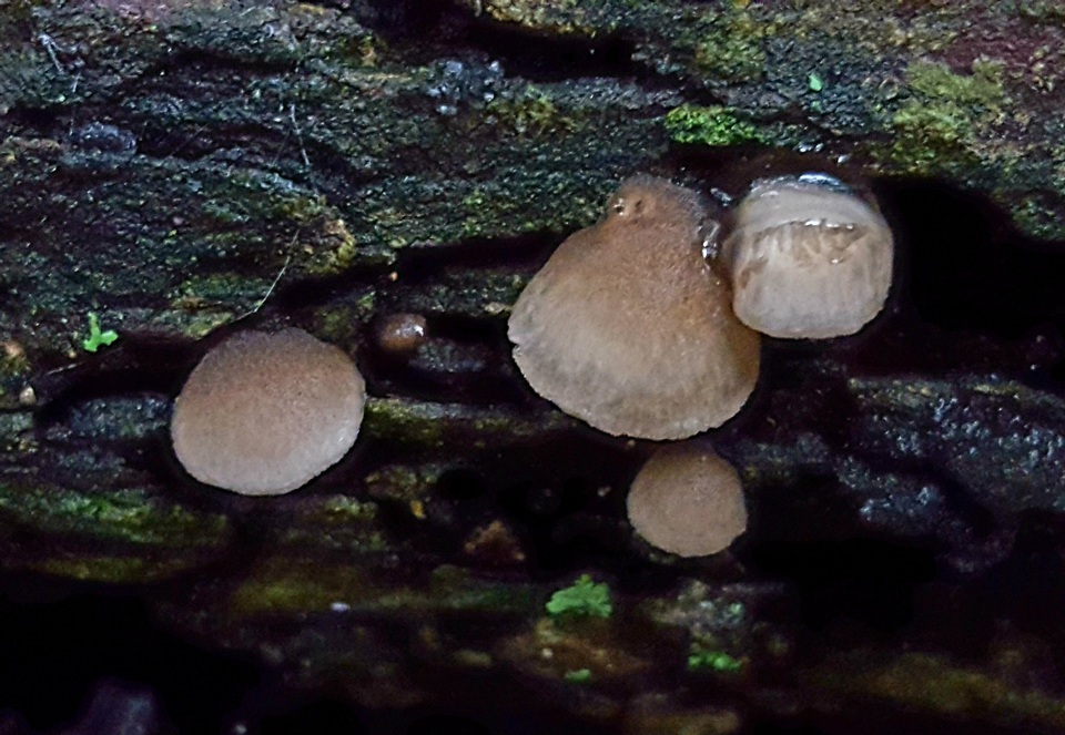Hohenbuehelia atrocaerulea image