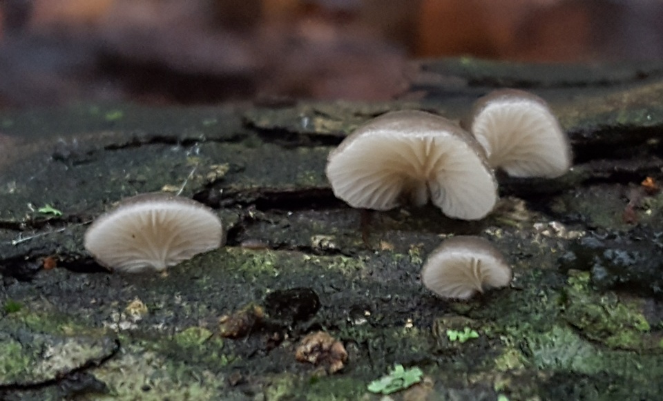 Hohenbuehelia atrocaerulea image