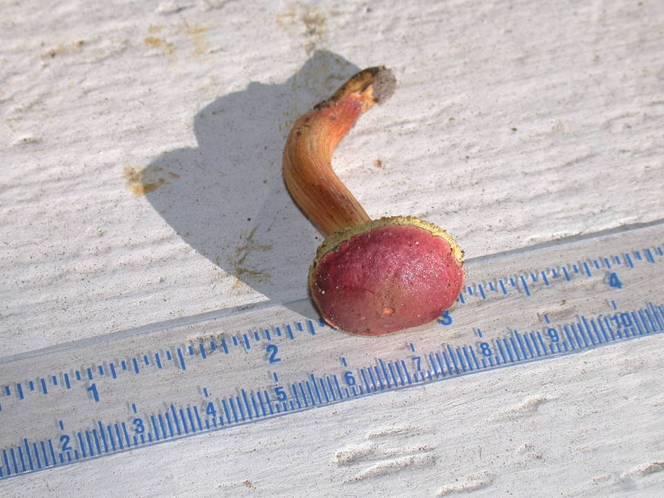 Hortiboletus campestris image