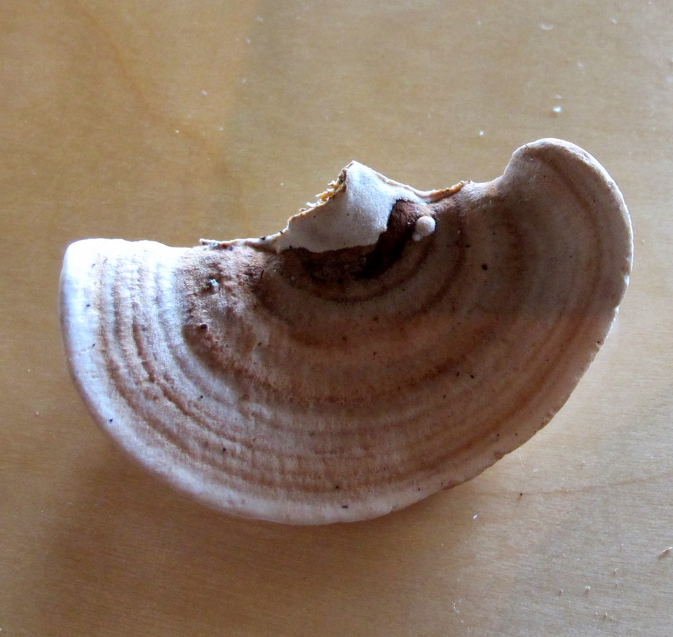 Steccherinum reniforme image