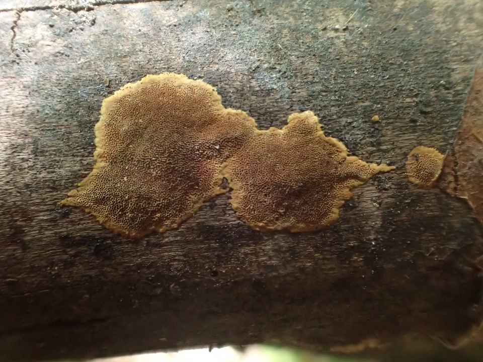 Fuscoporia ferrea image