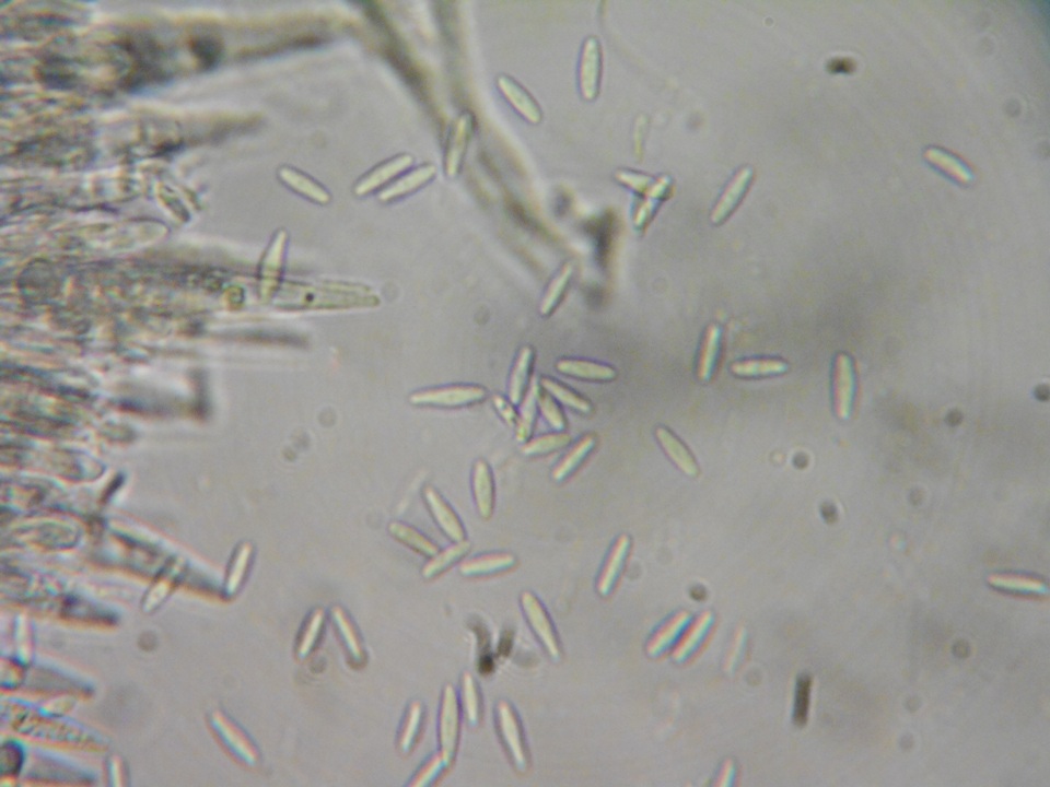 Lachnum fasciculare image