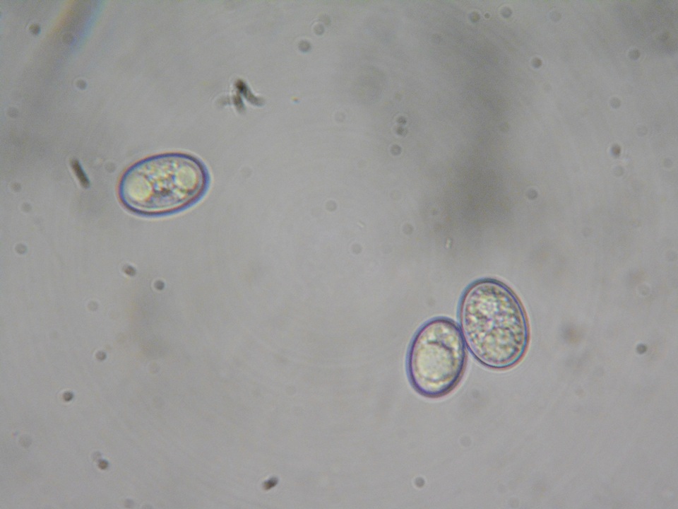 Pachyella babingtonii image