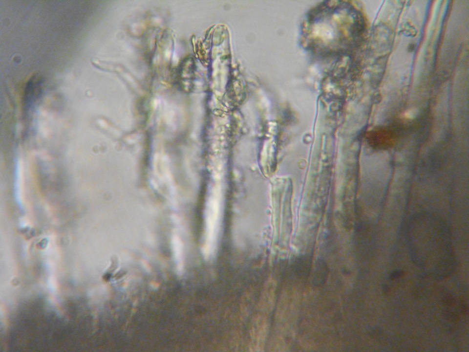 Tubulicrinis gracillimus image