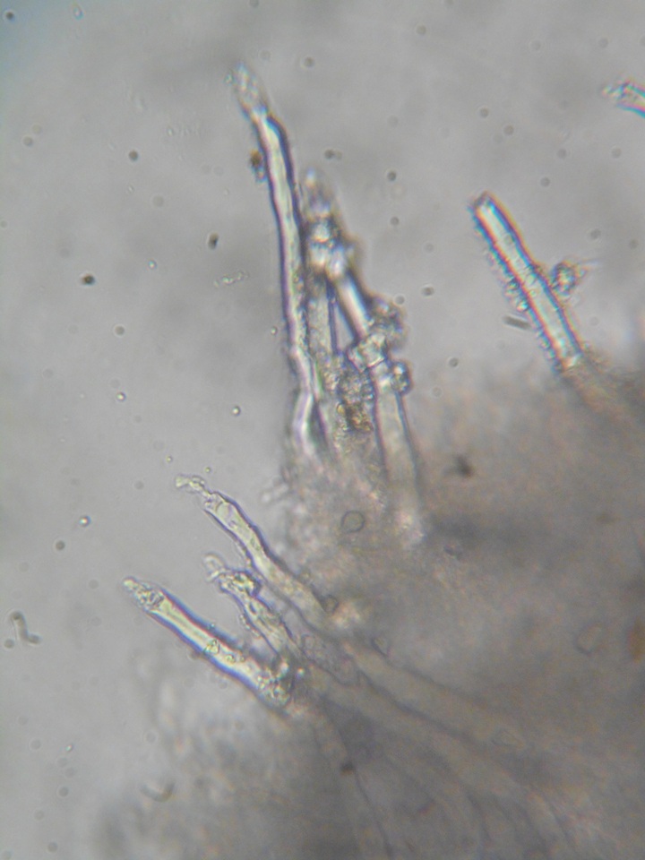 Tubulicrinis gracillimus image