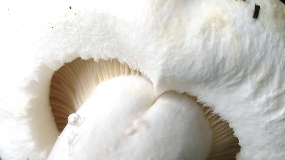 Lactifluus deceptivus image