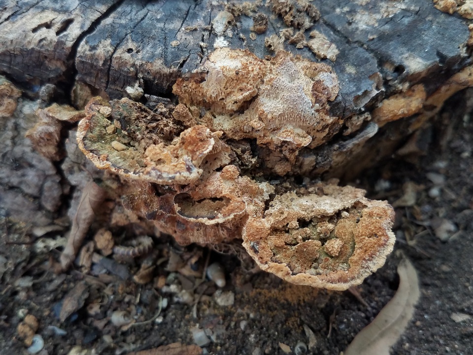 Neoantrodia serialiformis image